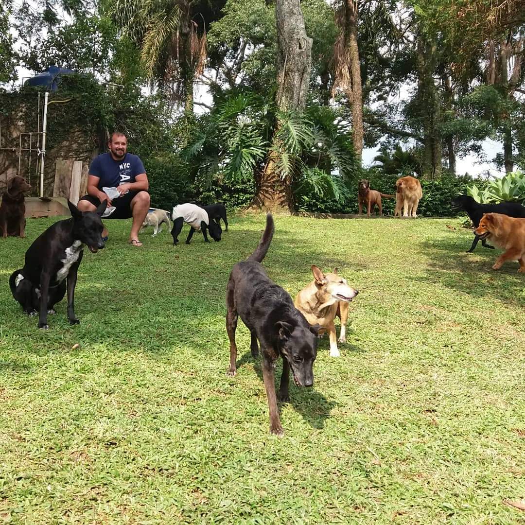 Dois cães na rede