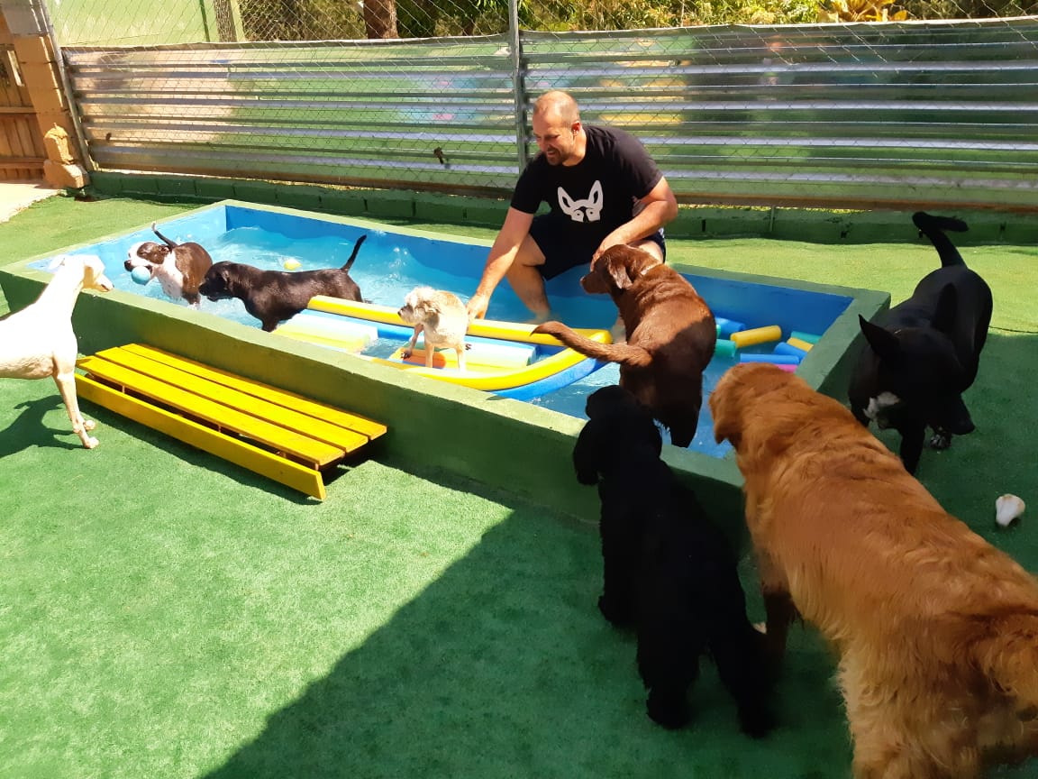 Cães felizes no Marmaduke
