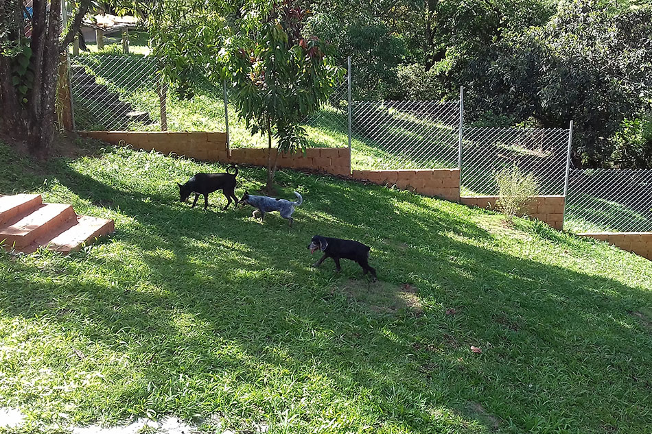 Cães no gramado com o cuidador