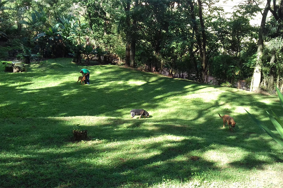 Piscina com os cães