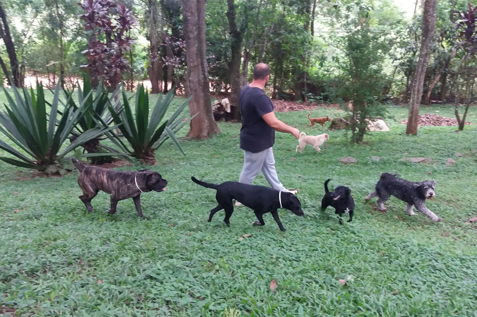 Transporte de cães